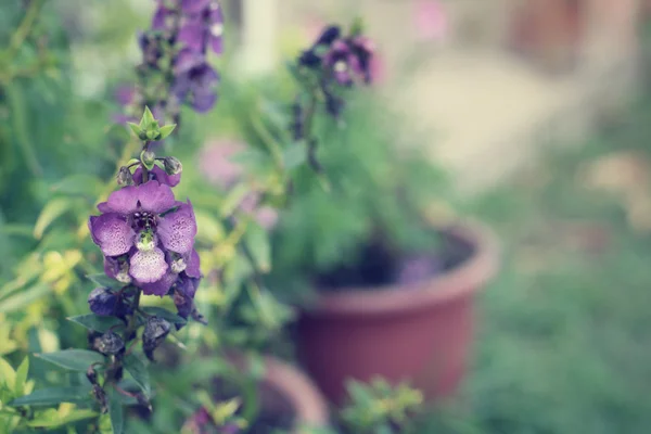 Flores de salvia púrpura — Foto de Stock