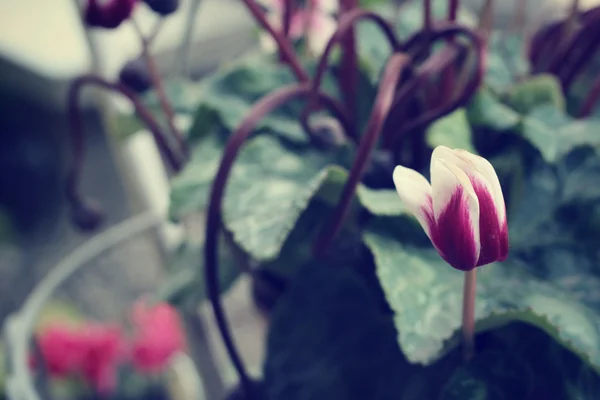 Begonia flowers — Stock Photo, Image