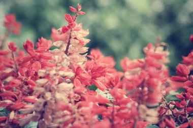 kırmızı çiçekler