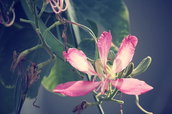 Pink flower — Stock Photo, Image