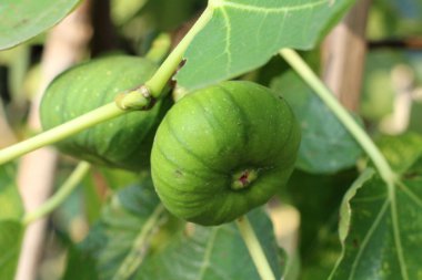 İncir ağacına asılı.