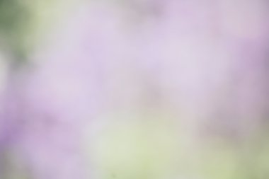 Bulanık çiçek arka plan