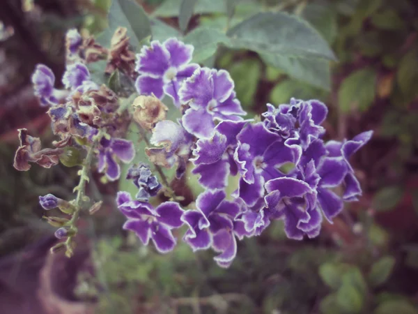 Blålila blommor — Stockfoto