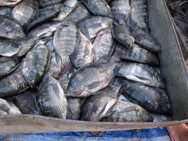 Frischer Fisch — Stockfoto