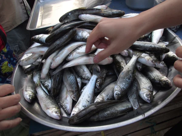 Frischer Fisch — Stockfoto