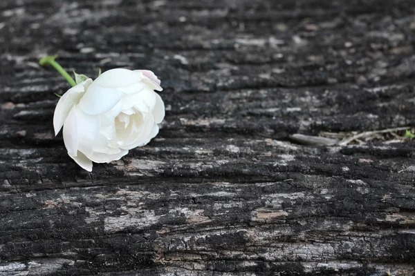 Rosa branca em madeira — Fotografia de Stock
