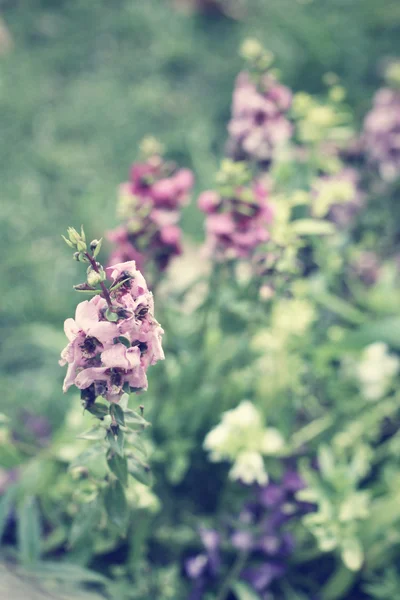 Violette Salvia-Blüten — Stockfoto
