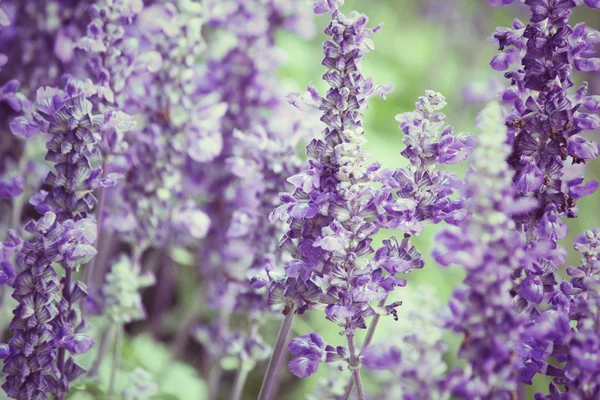 Purple salvia flowers — Stock Photo, Image