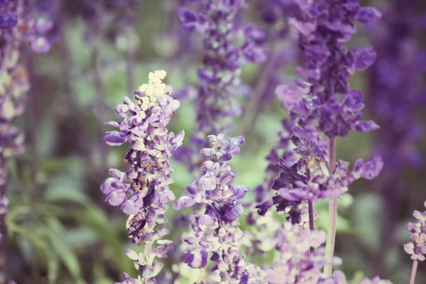 Flores de salvia púrpura —  Fotos de Stock