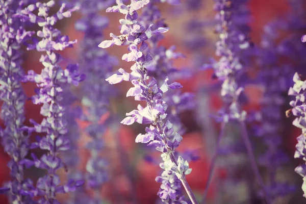 Flores de salvia púrpura —  Fotos de Stock