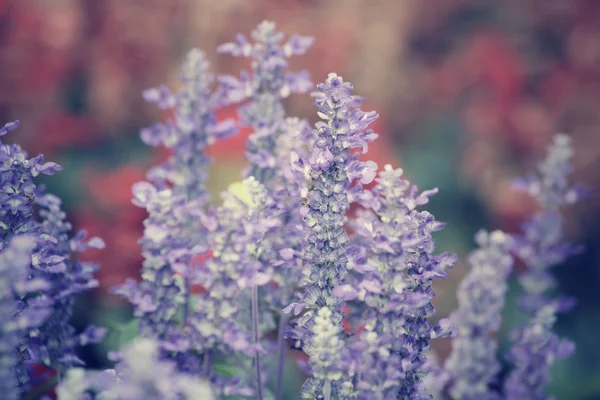 Flores de salvia púrpura — Foto de Stock