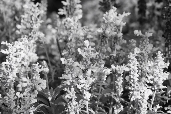 黒と白のサルビアの花 — ストック写真