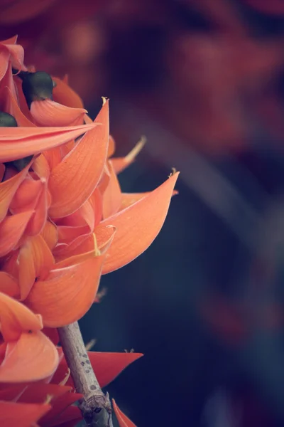 Апельсиновый цветок Newguinea Creeper — стоковое фото