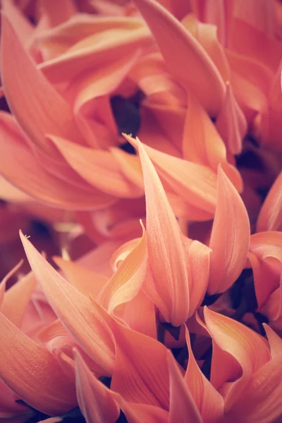 Апельсиновый цветок Newguinea Creeper — стоковое фото