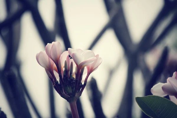 Vit frangipani blomma på träd — Stockfoto