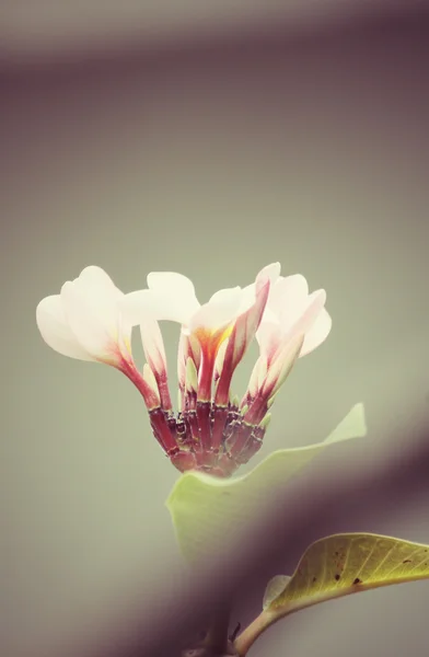 Witte frangipani bloem op boom — Stockfoto