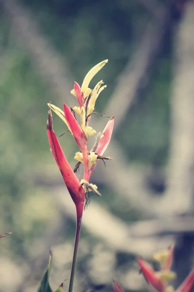 Oiseau du Paradis — Photo