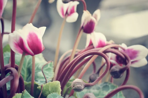 Begonia květiny — Stock fotografie