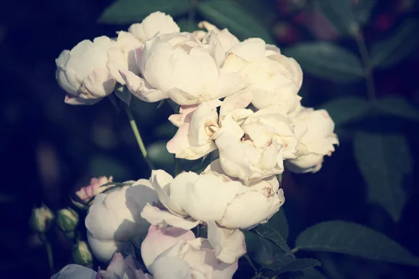 Vintage roses — Stock Photo, Image