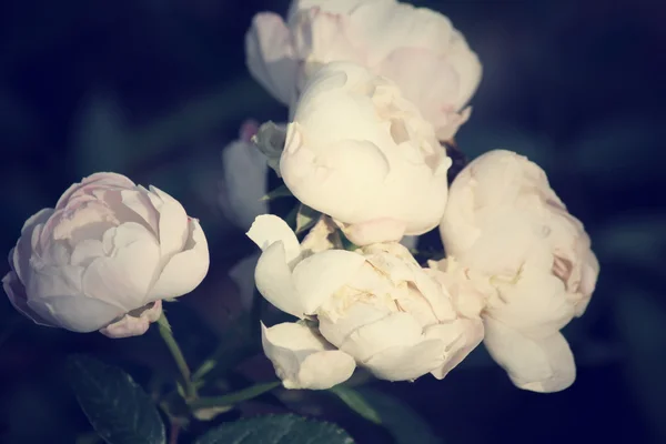 Vintage roses — Stock Photo, Image