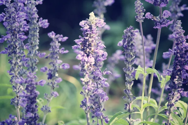 Fleurs de salvia pourpre — Photo