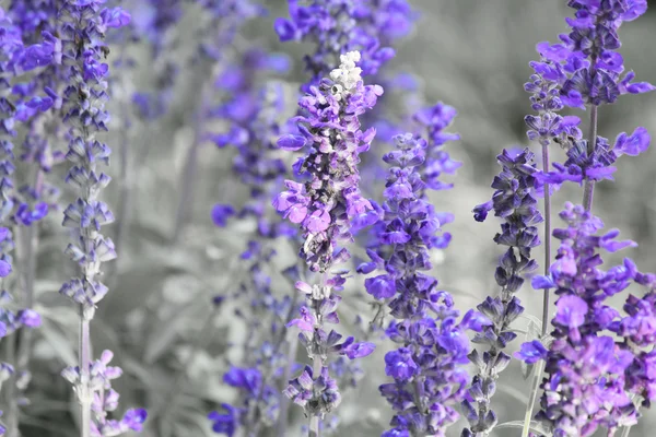 Purple salvia flowers — Stock Photo, Image