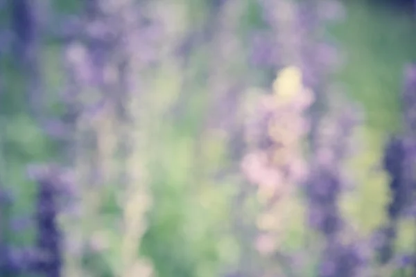 Rozmazané fialová šalvěj květin — Stock fotografie