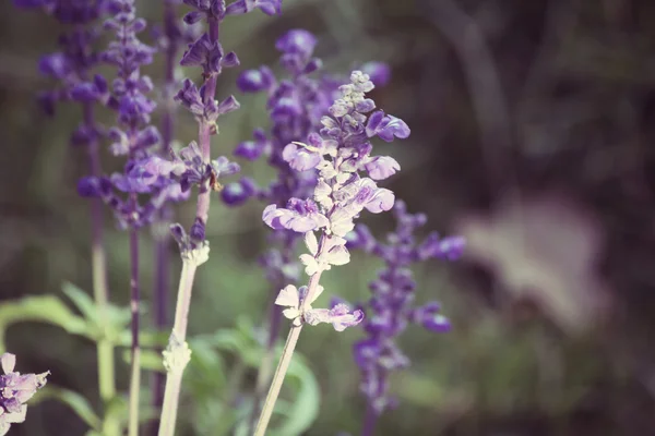 Фиолетовые цветы сальвии — стоковое фото