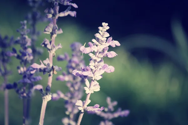 Fialová šalvěj květiny — Stock fotografie