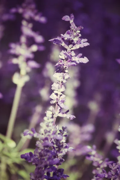 Fialová šalvěj květiny — Stock fotografie