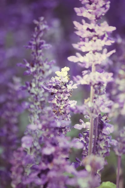 Fialová šalvěj květiny — Stock fotografie