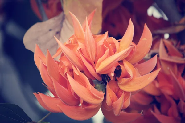 Orange flower of Newguinea Creeper — Stock Photo, Image