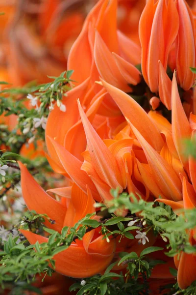 Orange flower of newguinea creeper — Stock Photo, Image