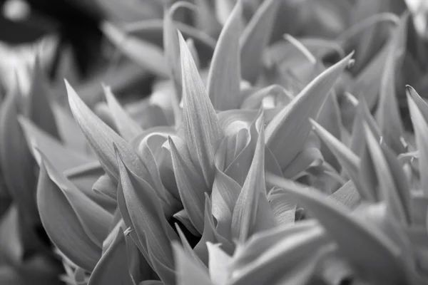 Newguinea 履带板橙花 — 图库照片
