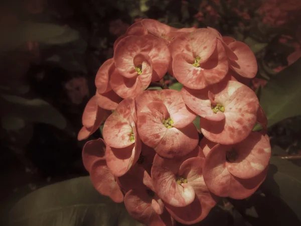 Euphorbia milii - röd blomma — Stockfoto