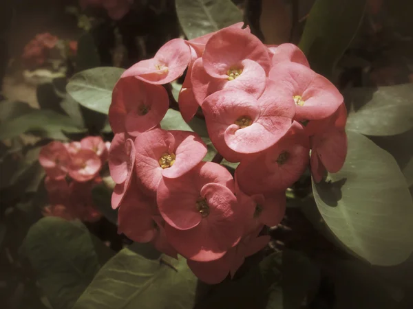 Euphorbia milii - red flower — Stock Photo, Image