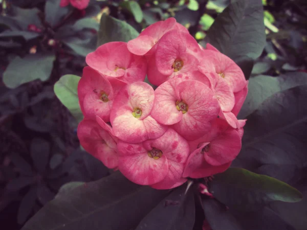 Pryšec zářivý - červený květ — Stock fotografie