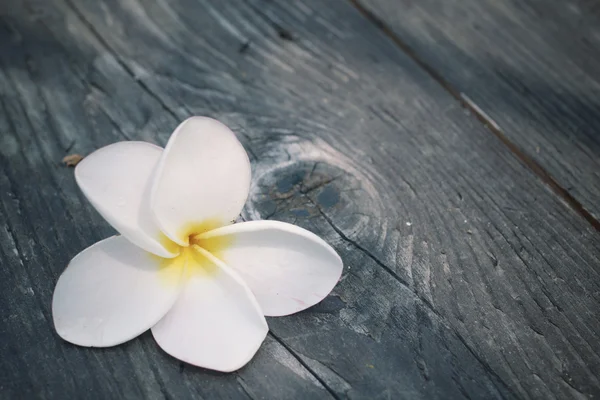 Fiore frangipani bianco su legno — Foto Stock