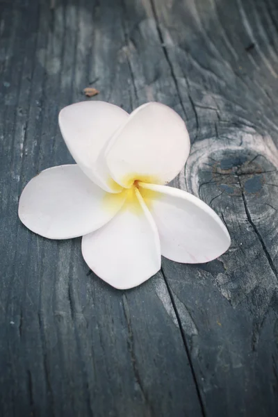 White frangipani flower on wood — Stock Photo, Image