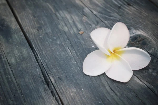 木材に白いプルメリアの花 — ストック写真