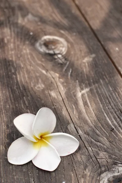 Flor de frangipani blanco sobre madera — Foto de Stock