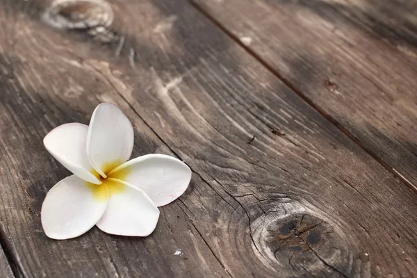 Květ bílý keře na dřevo — Stock fotografie