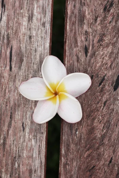 White frangipani flower on wood