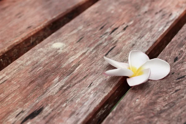 Fleur frangipani blanche sur bois — Photo