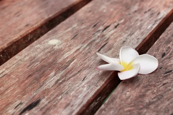 White frangipani flower on wood — Stock Photo, Image