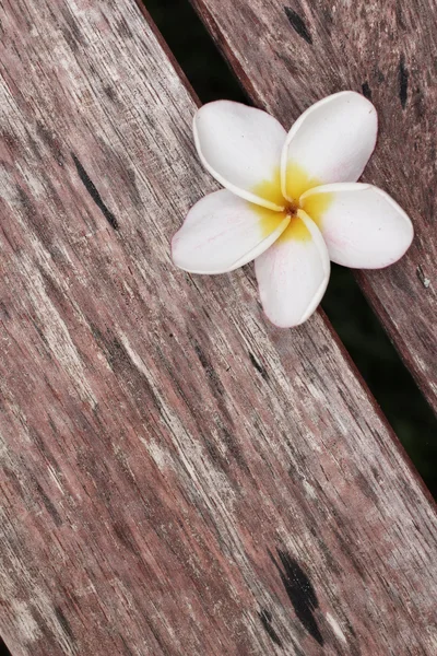 White frangipani flower on wood — Stock Photo, Image