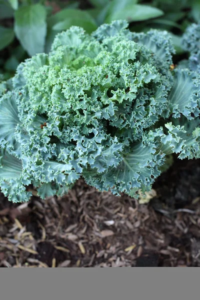 Decorative cabbage — Stock Photo, Image