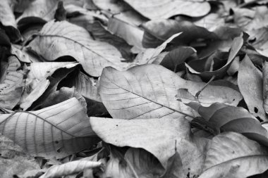 Kurutulmuş Yapraklar