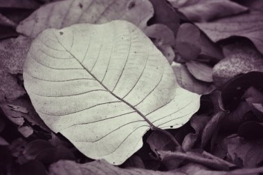 Kurutulmuş Yapraklar