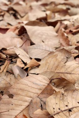 Kurutulmuş Yapraklar